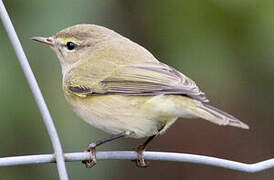 Common Chiffchaff