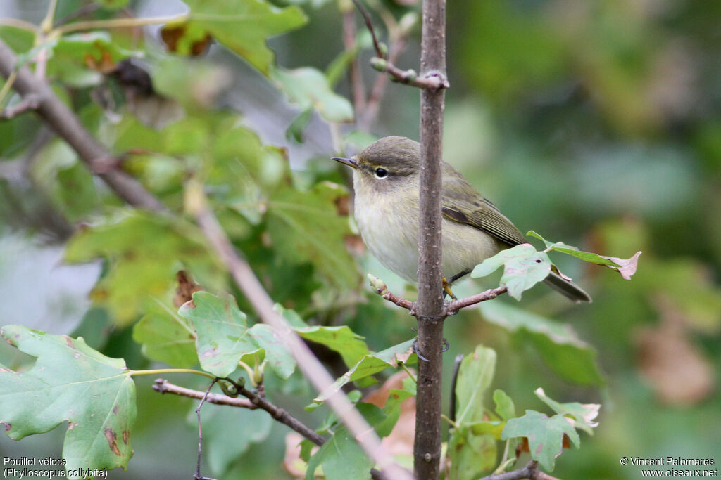 Common Chiffchaff