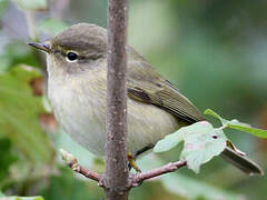 Common Chiffchaff