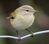 Common Chiffchaff