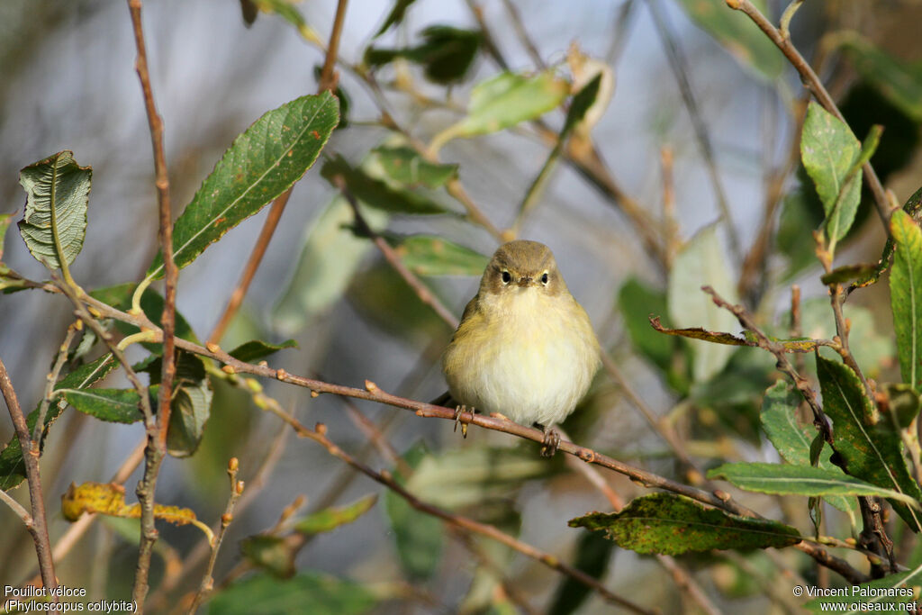 Common Chiffchaff