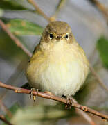 Common Chiffchaff