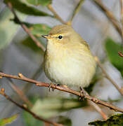 Common Chiffchaff