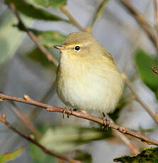 Pouillot véloce