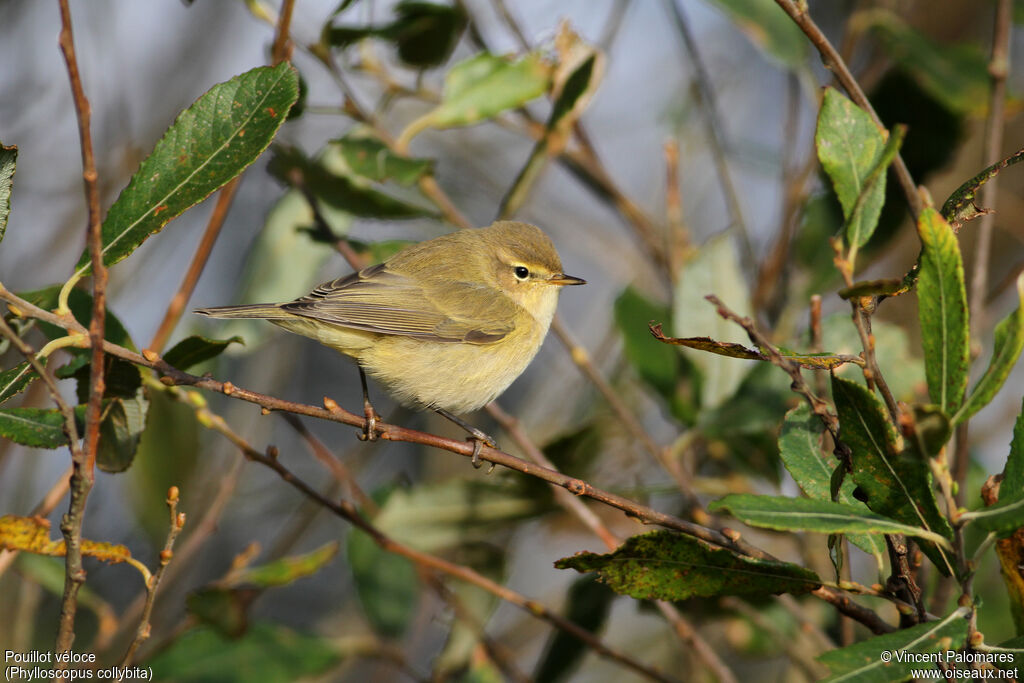 Common Chiffchaff