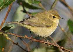 Common Chiffchaff