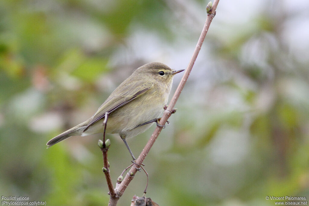 Common Chiffchaff