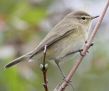 Common Chiffchaff