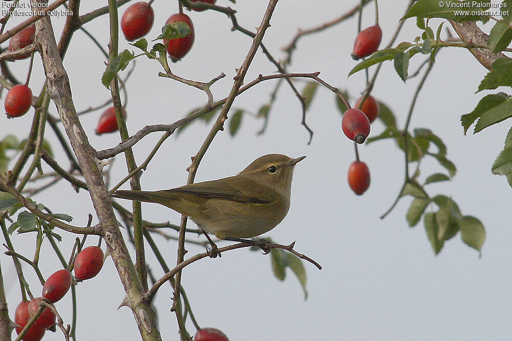 Common Chiffchaff