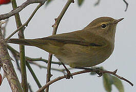 Common Chiffchaff