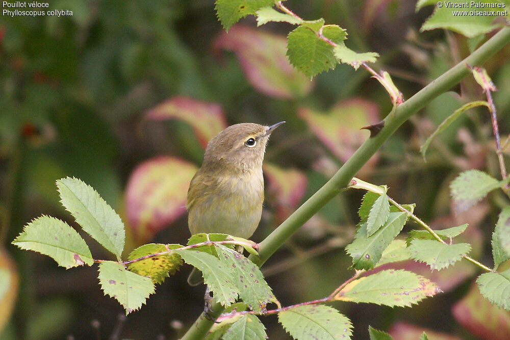 Common Chiffchaff