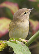 Common Chiffchaff