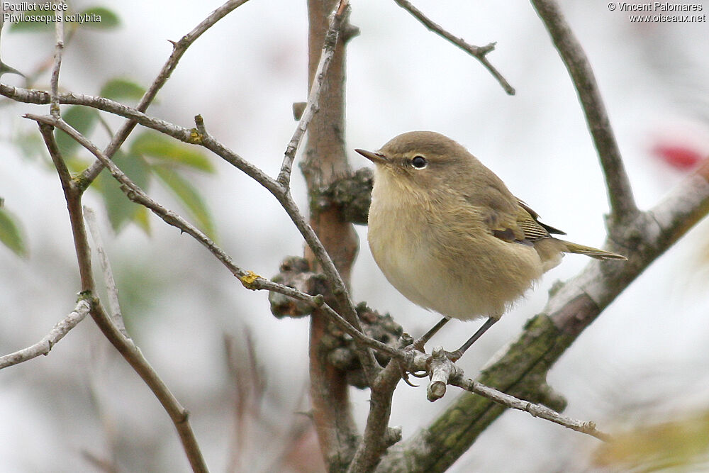 Common Chiffchaff