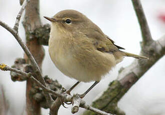 Pouillot véloce