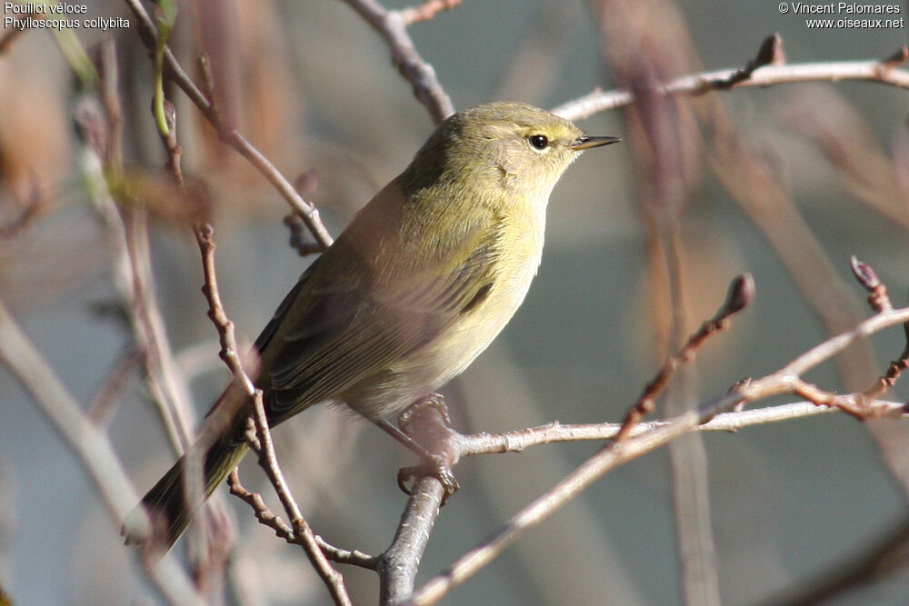 Common Chiffchaff