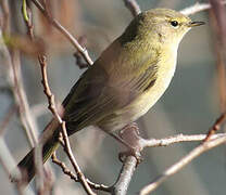 Common Chiffchaff