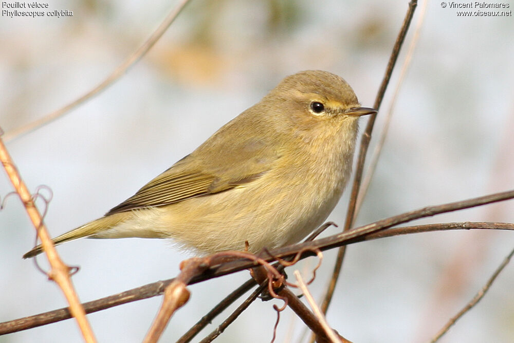 Common Chiffchaff