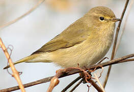 Common Chiffchaff