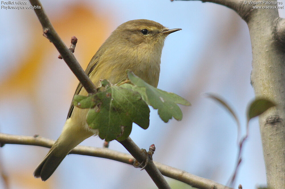 Common Chiffchaff