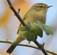 Common Chiffchaff