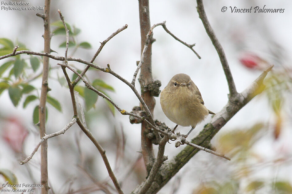 Common Chiffchaff