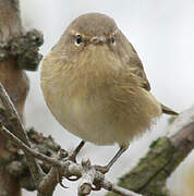 Common Chiffchaff