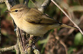 Common Chiffchaff