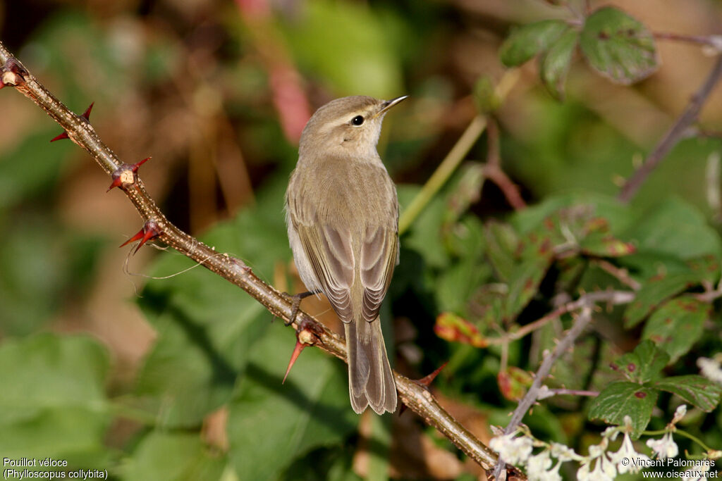 Common Chiffchaff