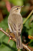 Common Chiffchaff