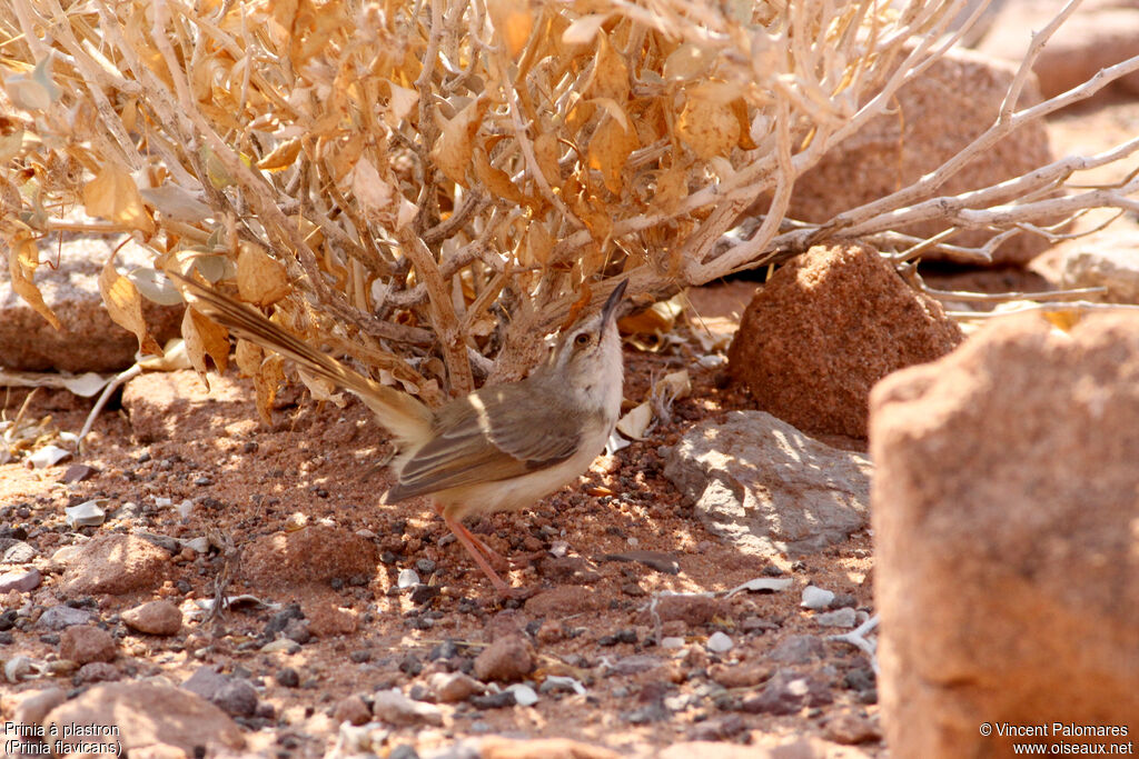 Prinia à plastron