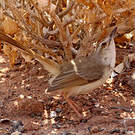 Prinia à plastron