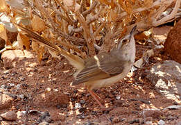 Prinia à plastron