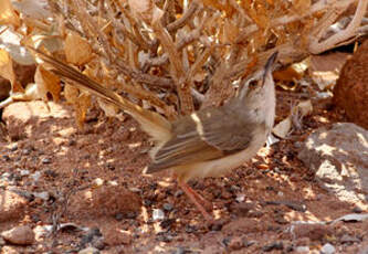 Prinia à plastron