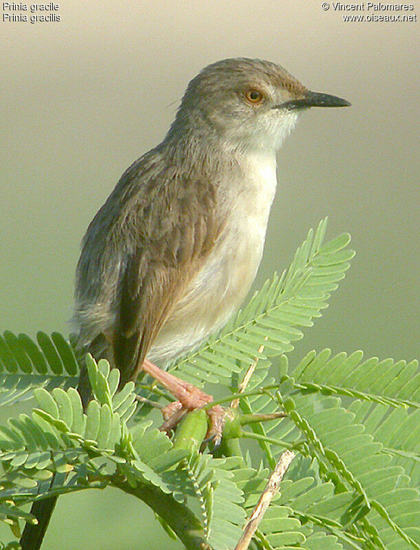 Graceful Prinia