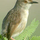 Prinia gracile
