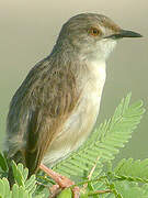 Graceful Prinia