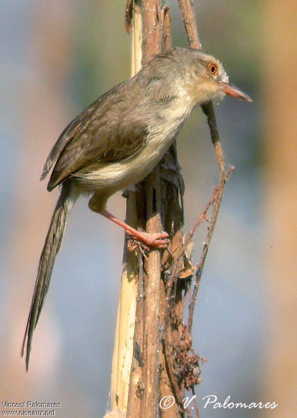 Prinia simpleadulte, identification