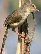 Plain Prinia