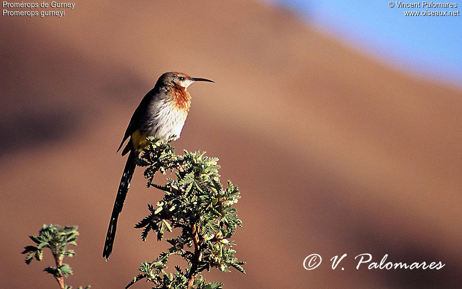 Gurney's Sugarbird