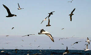 White-chinned Petrel