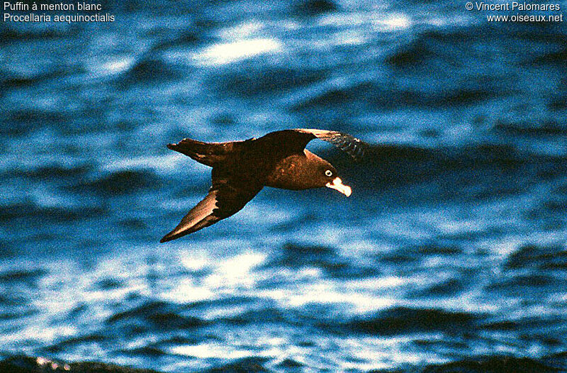 White-chinned Petrel