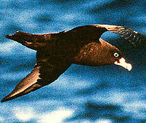 White-chinned Petrel