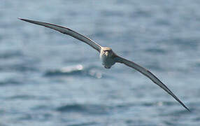 Scopoli's Shearwater