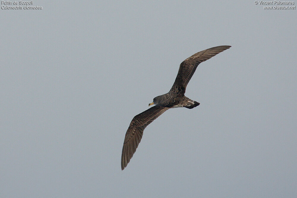 Scopoli's Shearwater