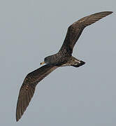 Scopoli's Shearwater