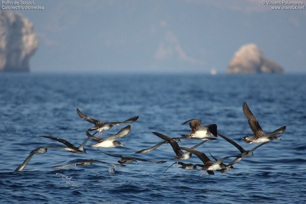 Scopoli's Shearwater