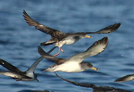 Scopoli's Shearwater