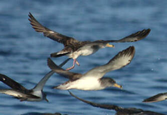 Puffin de Scopoli