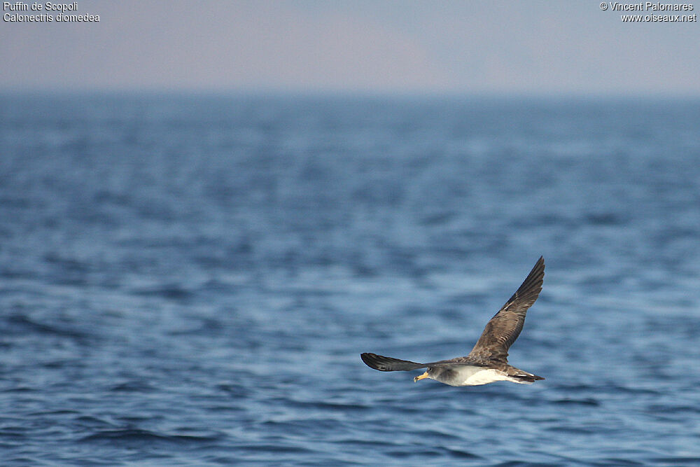 Scopoli's Shearwater