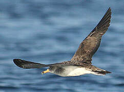 Scopoli's Shearwater